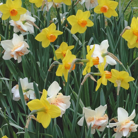 Spring Flowering Bulbs: Buy 2 for £24