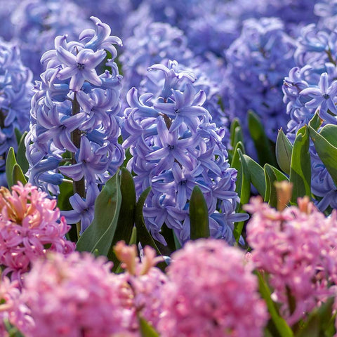 Spring Flowering Bulbs: Buy 2 for £14