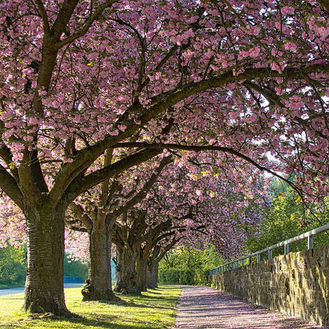 Ornamental Trees