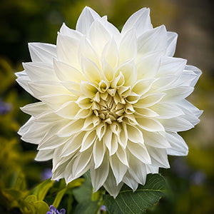 Dahlia Bulbs