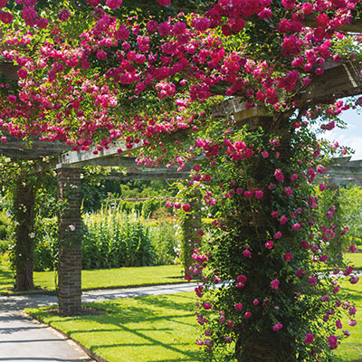 David Austin Alexandre Girault Rambling Rose Section