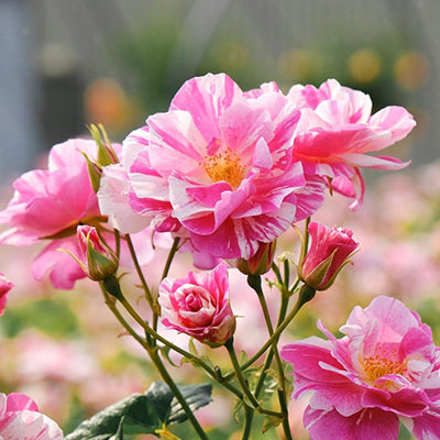 David Austin King's Rose Category Image