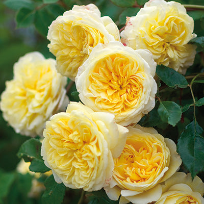 David Austin The Pilgrim Climbing Rose in Bloom