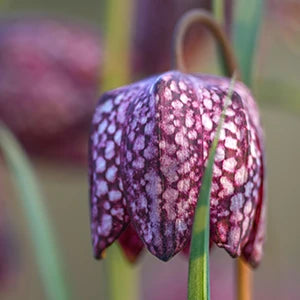 Fritillary Bulbs Category