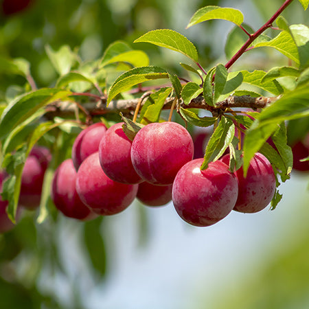 Fruit Plants & Trees