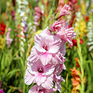 Gladioli Bulbs