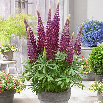 Herbaceous Perennials