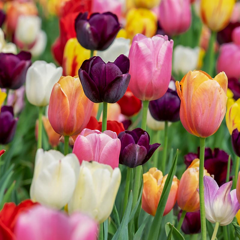 Mix & Match Spring Flowering Bulbs: Buy 2 for £10