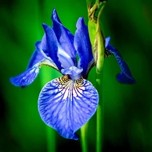 Iris Bulbs Category