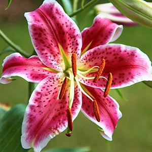 Lily Bulbs