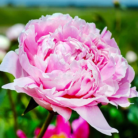 Peony Bulbs