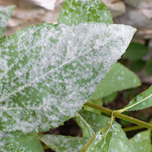 Plant DIsease & Fungus Control