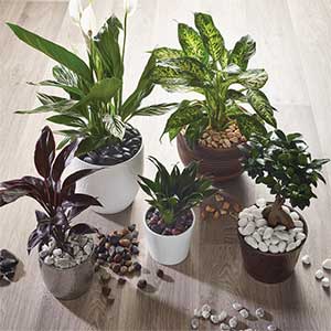Pot Toppers