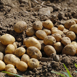 Seed Potatoes