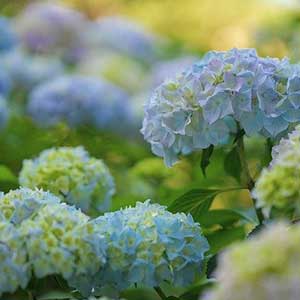 Shrubs