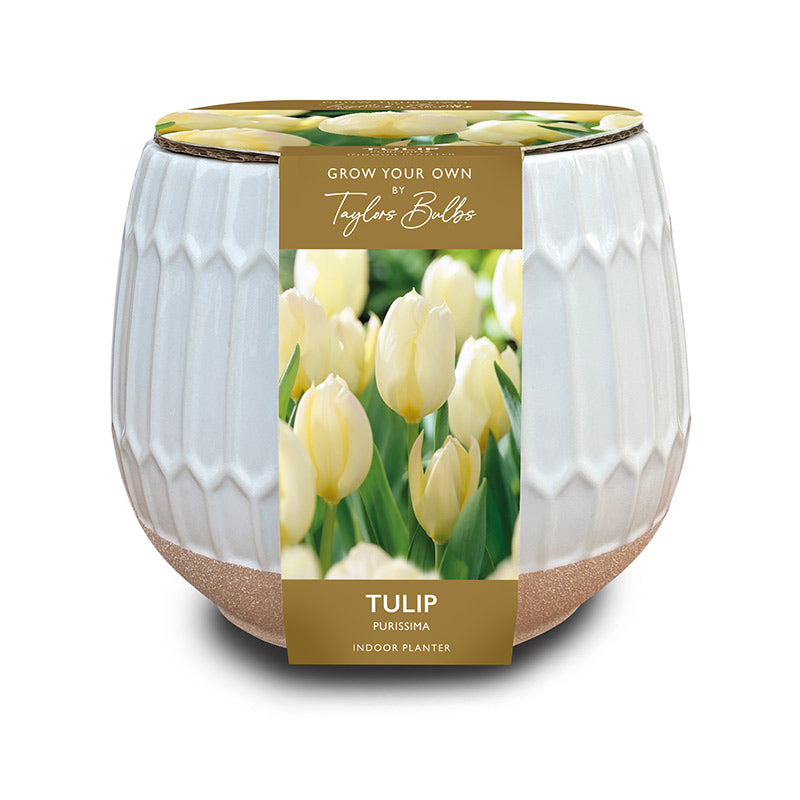 Part Glazed Ceramic Tulip 'Purissima' Indoor Planter (3 Bulbs)