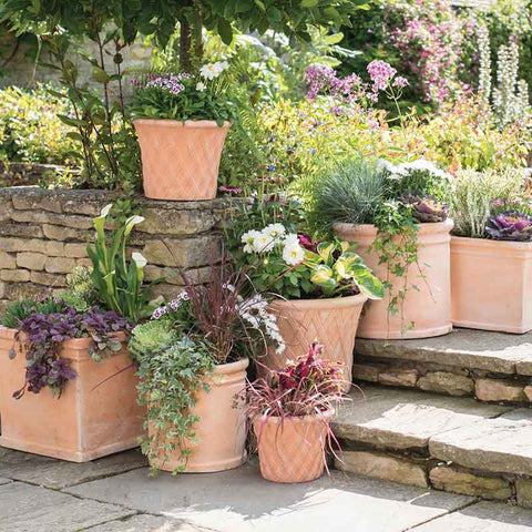 Terracotta Pots & Planters