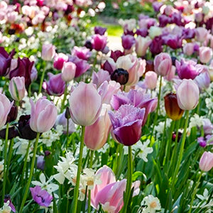 Tulip Bulbs Category