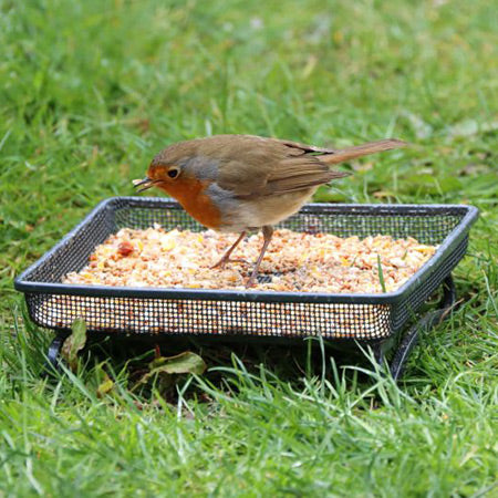 Wild Bird Food