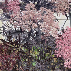 Sambucus nigra Tree (Black Lace) (12-Litre Pot) image 0