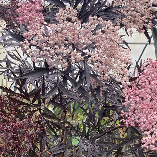 Sambucus nigra Tree (Black Lace) (12-Litre Pot) image 0