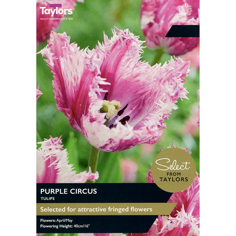 Tulip ‘Purple Circus’ (7 Bulbs) image 0