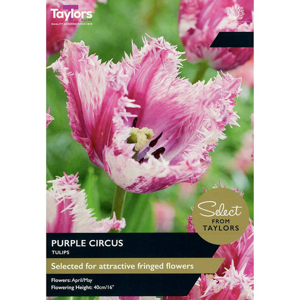 Tulip ‘Purple Circus’ (7 Bulbs) image 0