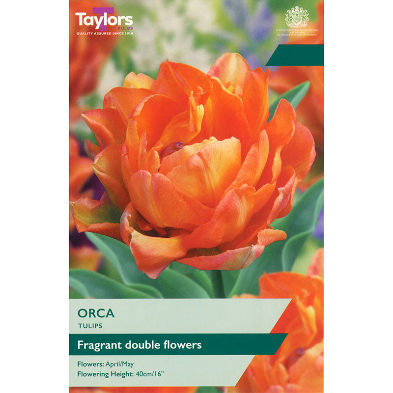 Tulip 'Orca' (5 bulbs) image 0
