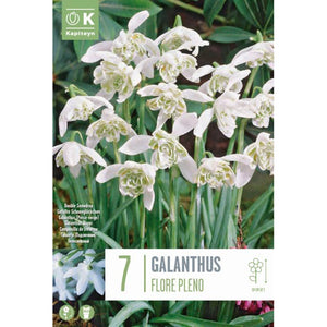 Galanthus nivalis ‘Flore Pleno’ Double Snowdrops (7 bulbs) image 0