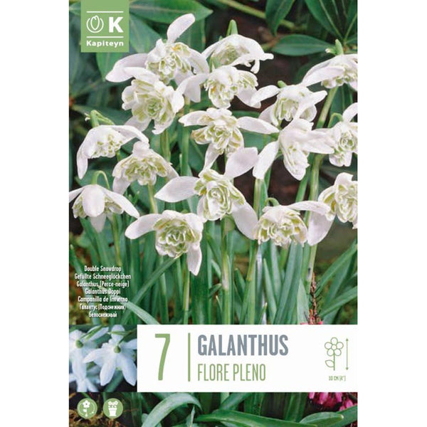 Galanthus nivalis ‘Flore Pleno’ Double Snowdrops (7 bulbs) image 0