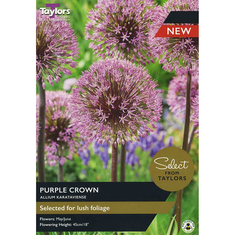 Allium Karataviense ‘Purple Crown’ (2 Bulbs) image 0