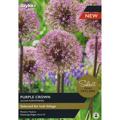 Allium Karataviense ‘Purple Crown’ (2 Bulbs) image 0