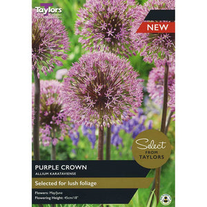Allium Karataviense ‘Purple Crown’ (2 Bulbs) image 0