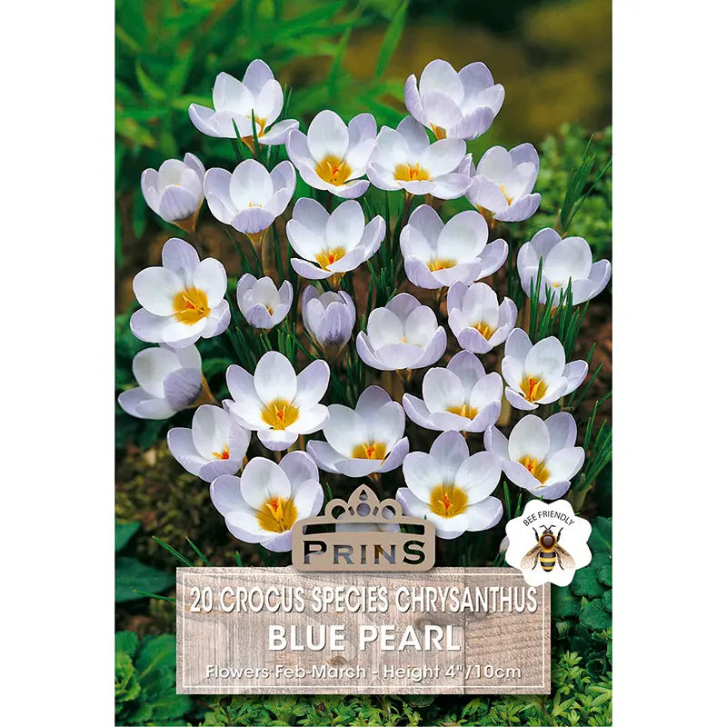 Crocus 'Blue Pearl' (20 bulbs) image 0