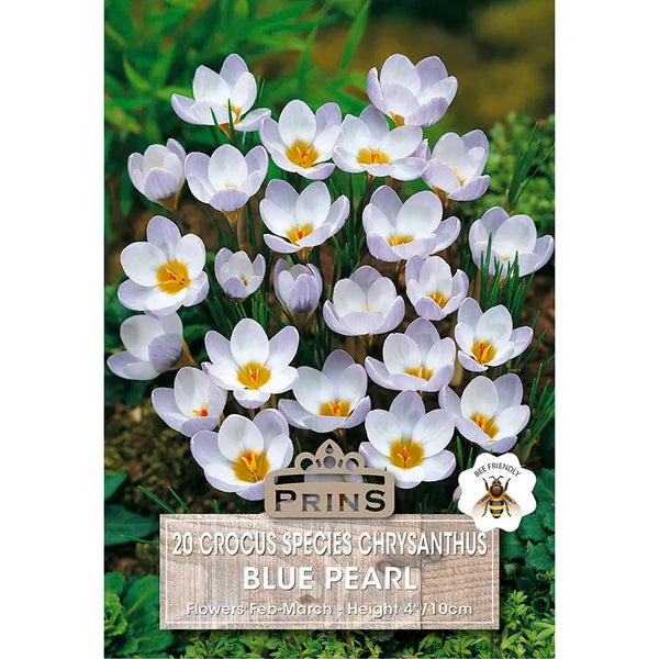 Crocus 'Blue Pearl' (20 bulbs) image 0
