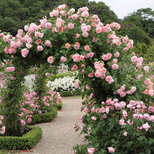 David Austin Strawberry Hill® English Climbing Rose (6-Litre Pot) image 2