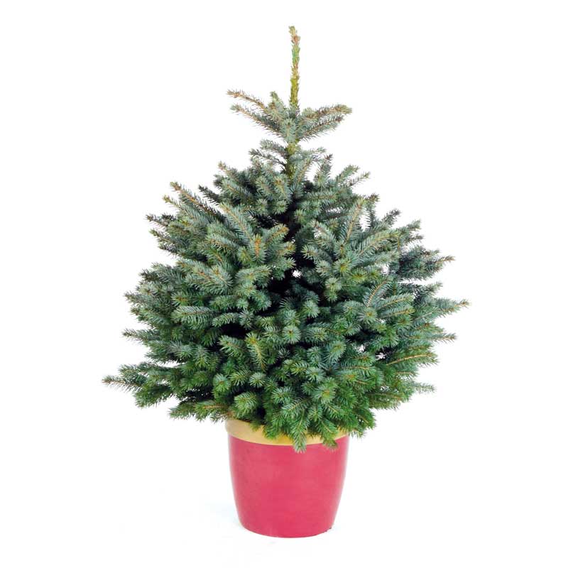 Needlefresh Blue Spruce Pot Grown Christmas Tree image 0