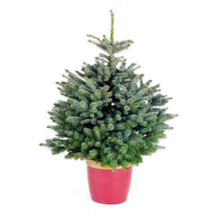Needlefresh Blue Spruce Pot Grown Christmas Tree image 0