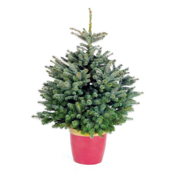 Needlefresh Blue Spruce Pot Grown Christmas Tree image 0