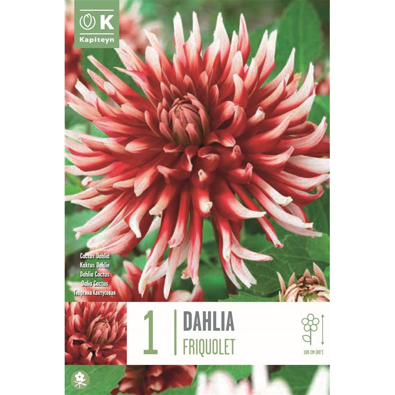 Dahlia Cactus Friquolet (1 Bulb) image 0