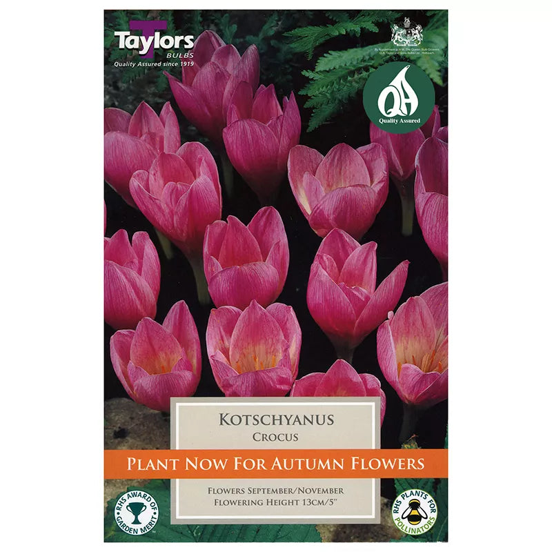 Crocus kotschyanus (12 bulbs) image 0