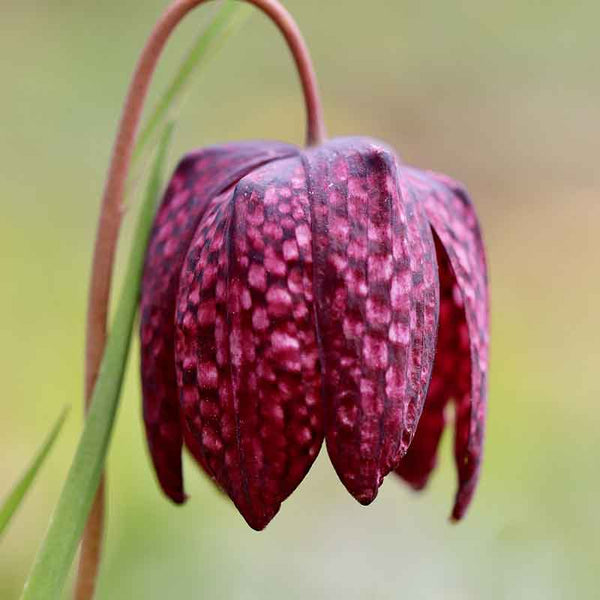 Fritillaria meleagris mixed 'Snake's Head Fritillary' (15 bulbs) image 2