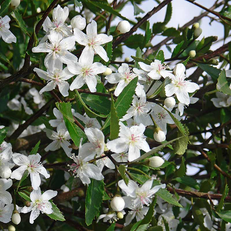 Hoheria sexstylosa ‘Snow White’ Tree (12-Litre Pot) image 0