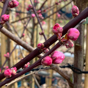 Prunus cerasifera ‘Spring Glow’ Tree (Cherry Blossom) (12-Litre Pot) image 2