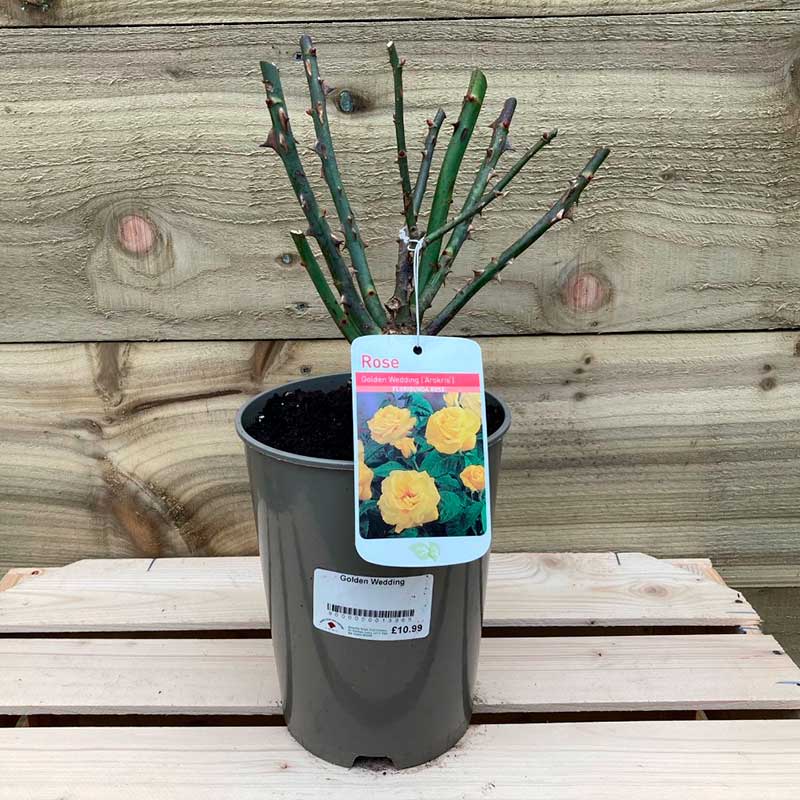 Golden Wedding Rose (3 Litre Deep Pot) image 0