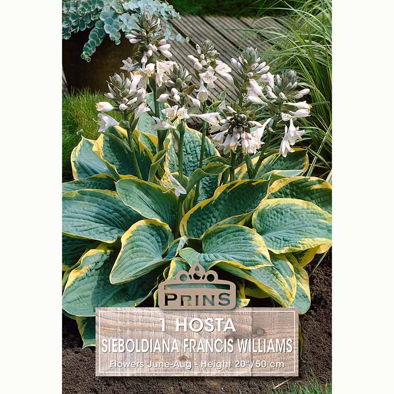 Hosta ‘Francis Williams’ with Pale Lilac Flowers (1 Bulb) image 0