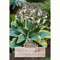 Hosta ‘Francis Williams’ with Pale Lilac Flowers (1 Bulb) image 0