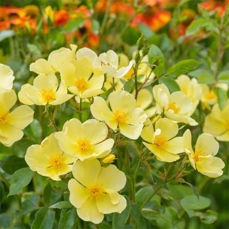 David Austin Tottering-by-Gently English Shrub Rose (6-Litre Pot) image 0
