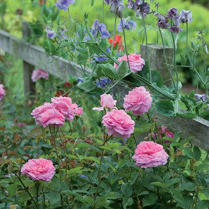 David Austin The Mayflower® English Shrub Rose (6-Litre Pot) image 1