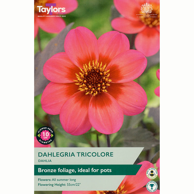 Dahlia ‘Dahlegria Tricolore’ with Pink and Orange Flowers (1 Tuber) image 0